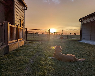 Best dog boarding Elgin Texas