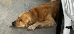 Accommodations for small, medium and large dogs