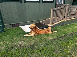 Group dog play area