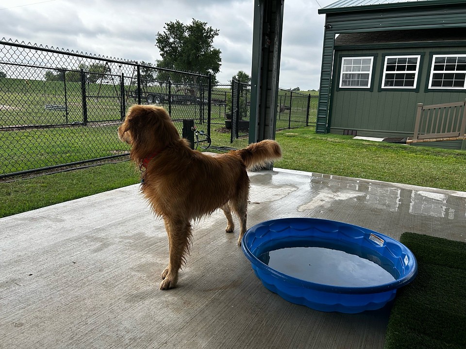 Water fun for dogs