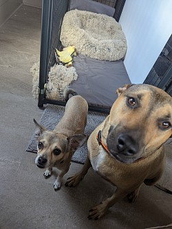 Happy dogs