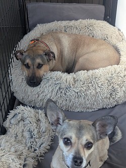 Cozy dogs