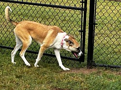 Dog park