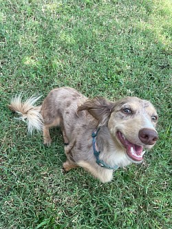 Small dog fenced yard