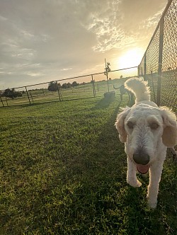 Fenced dog park