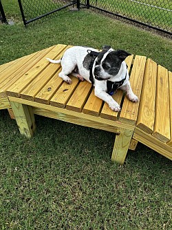 Dog playground equipment