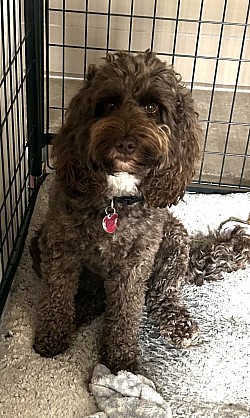 Medium size dog kennels