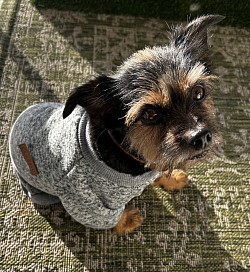 Comfortable Dog Boarding