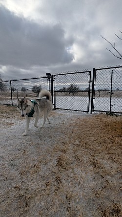 Best dog boarding Elgin texas