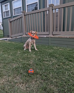 Games for dogs