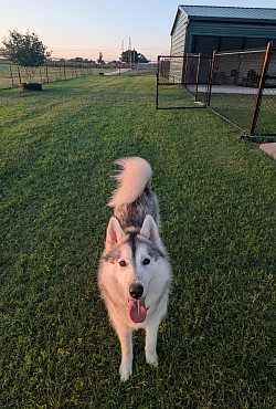 Top rated dog boarding