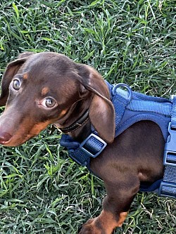Small dog boarding