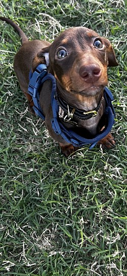 Small dog park