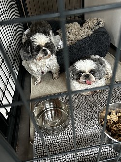 Small dog care