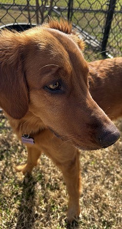 Large dog park