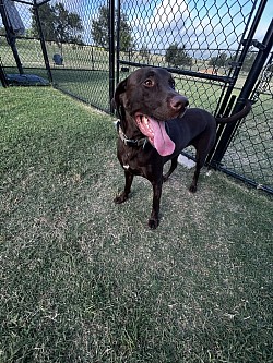 Outdoor activities for dogs