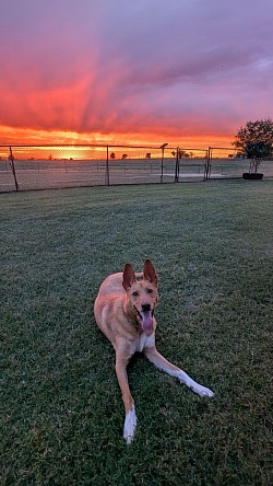 country dog care