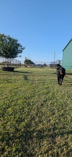 Fetch