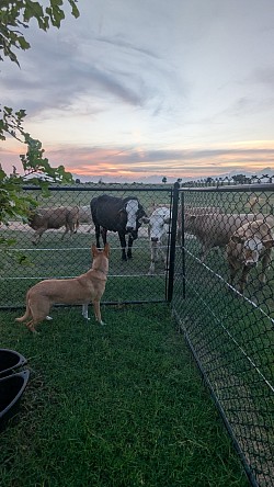 Cattle dogs