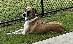 Elgin Texas dog boarding