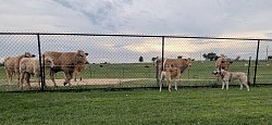 Large fenced yards dog boarding