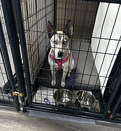 Comfortable dog kennels