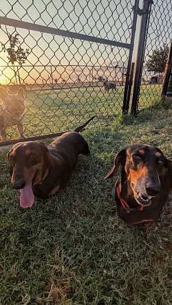 Dog boarding near Austin