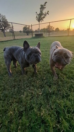 Small dog boarding