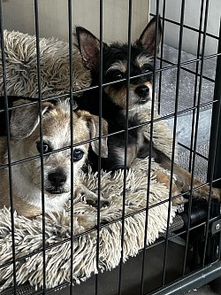 Dog boarding near me