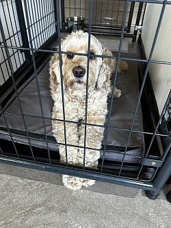 Dog boarding nearby