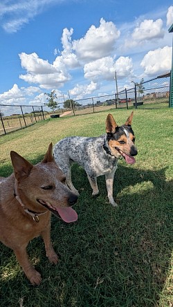 Dog care near me