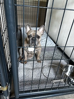 Puppy care me