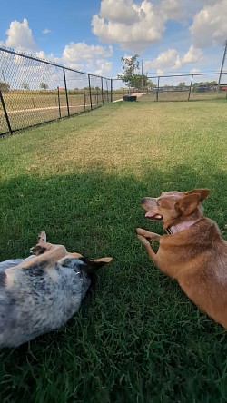 Dog fun nearby
